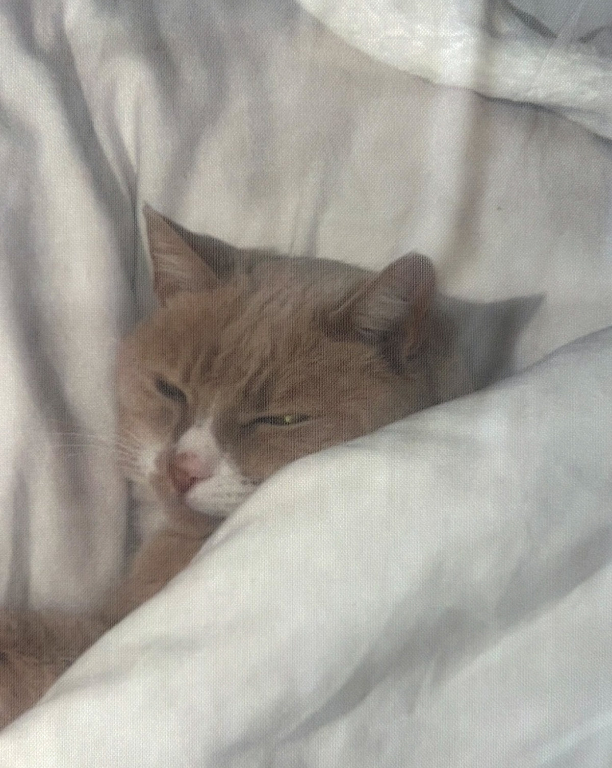 Falda Sleepy cat
