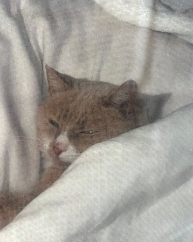 Falda Sleepy cat